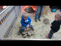 Turtle Ride
